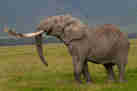 Top elephants africa ngorongoro crater tanzania