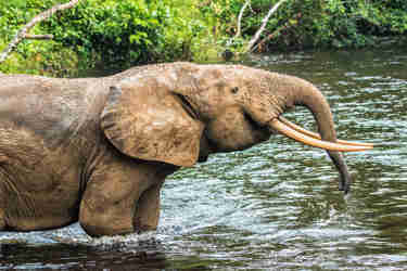 Top elephants africa odzala kokoua congo