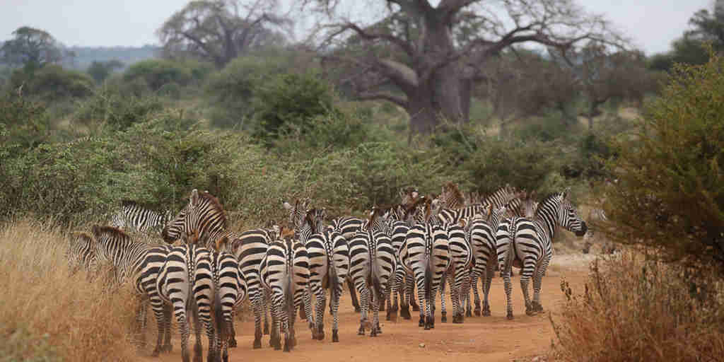 Zebras Inga Lim Yellow Zebra Safaris Client Blog