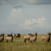 Kenya wildlife