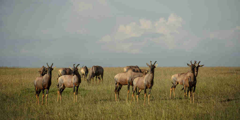 Kenya wildlife