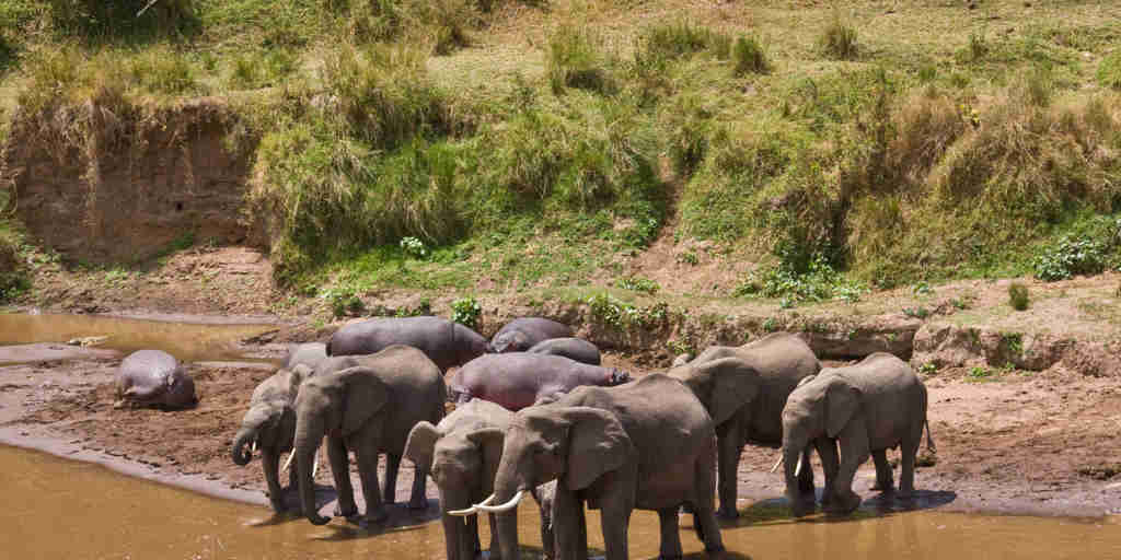 elephants govenors private camp kenya
