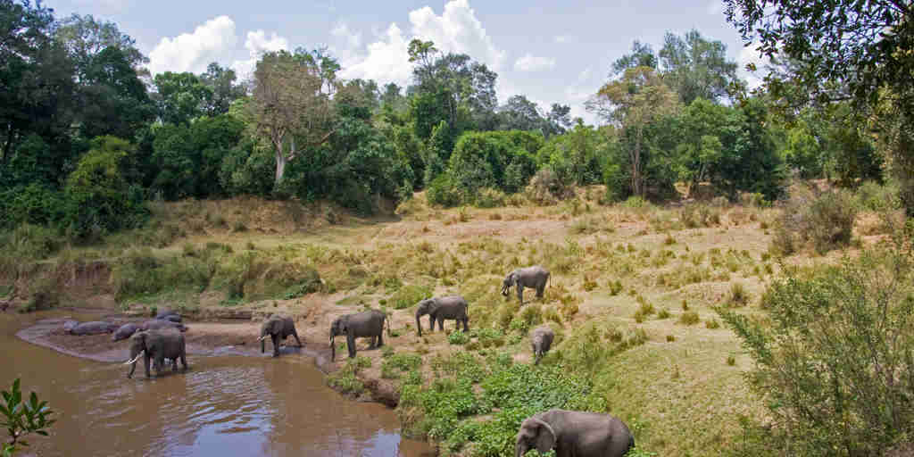 elephants hippos govenors private camp kenya