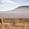 Kenya Elephant