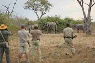 Elephant Safari Zambia