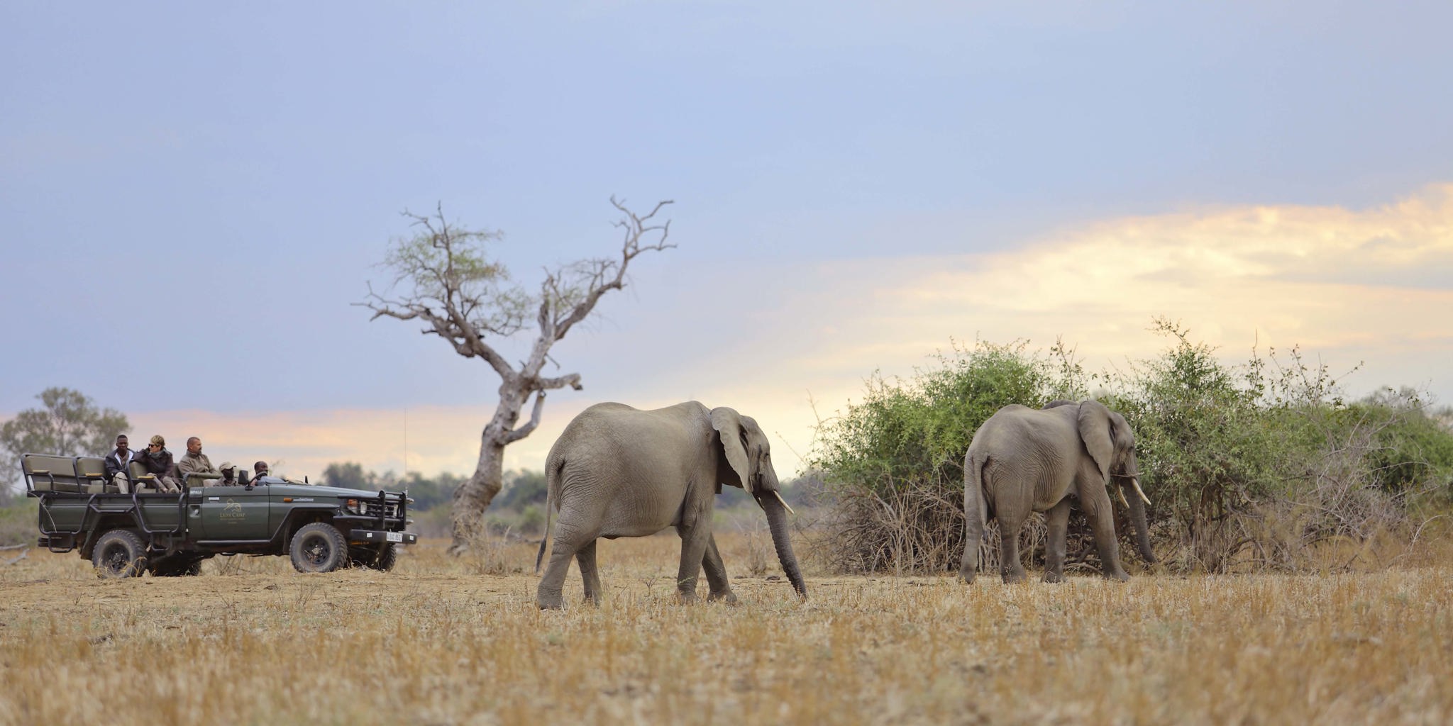 Lion Camp Game Drive