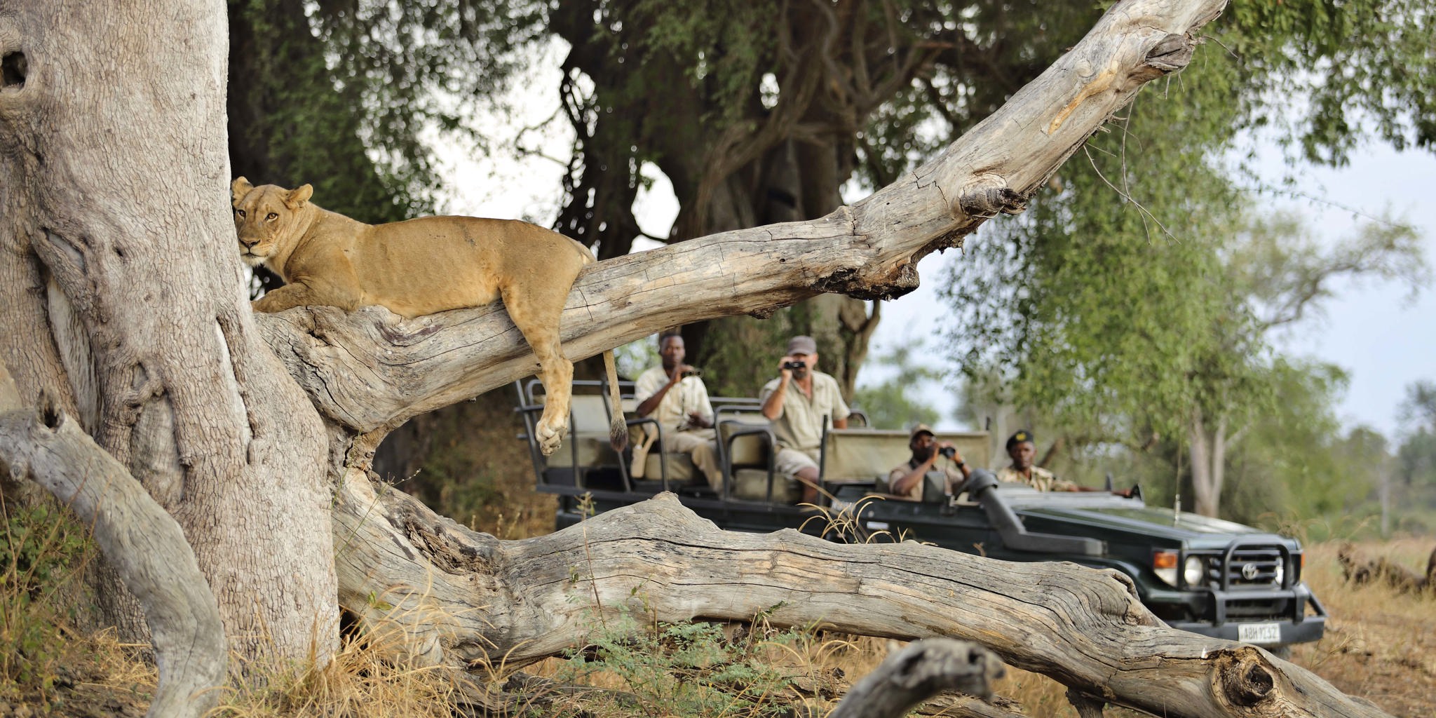 Lion Zambia