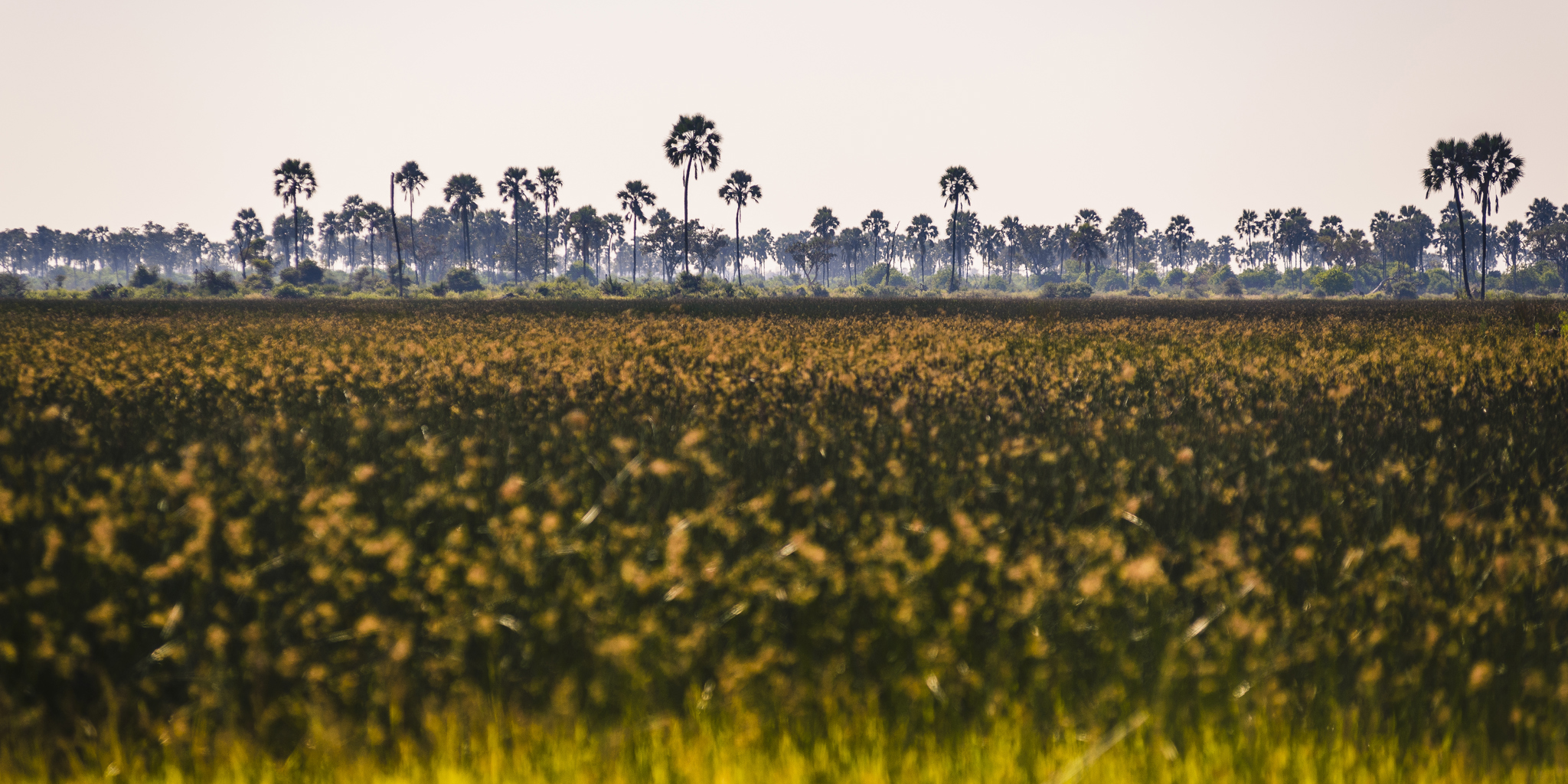 Botswana Delta horizon
