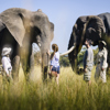 Botswana elephants yellow zebra safaris