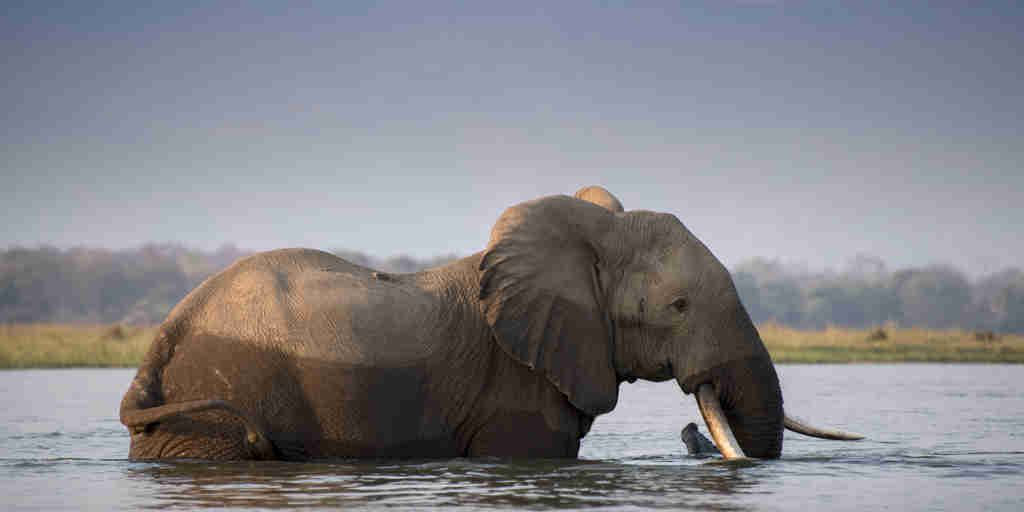 Mana Pools Elephant