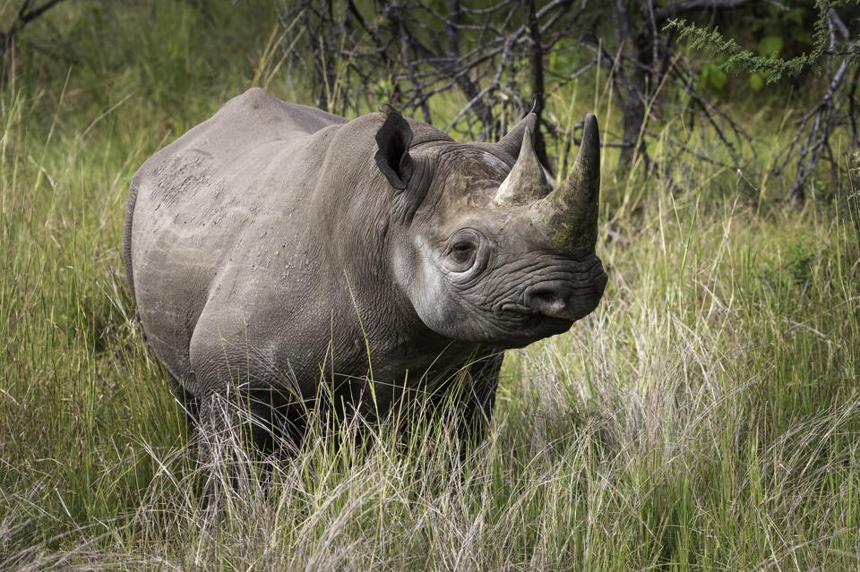 afrikanza-okavango-rhinos