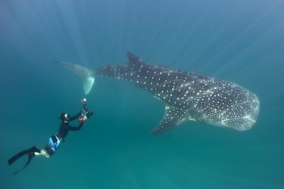 whale shark tour zanzibar
