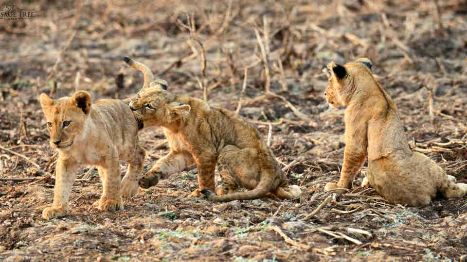 Sausage Tree Lion Cubs Zambia