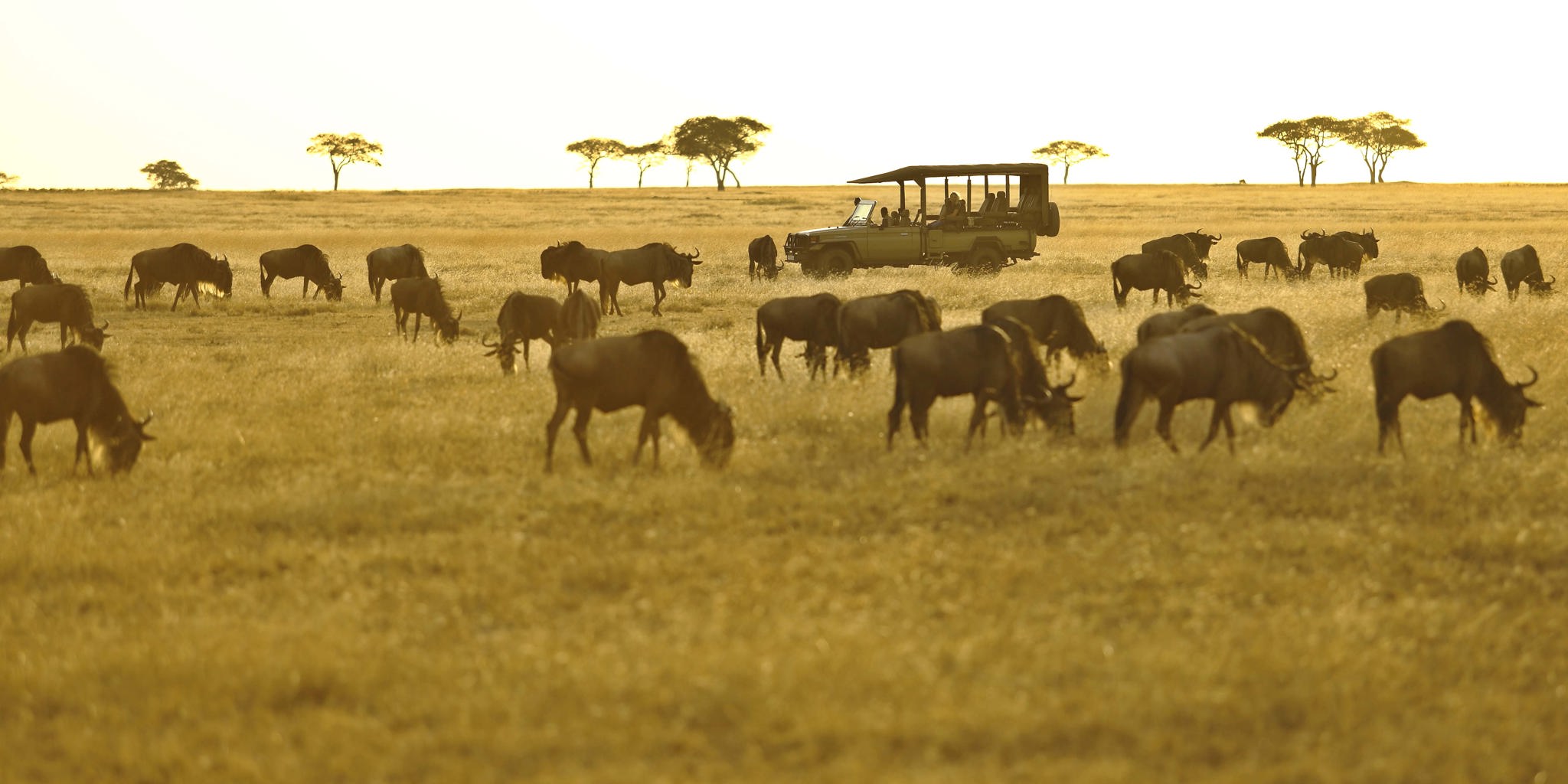 ubuntu camp migration game drive