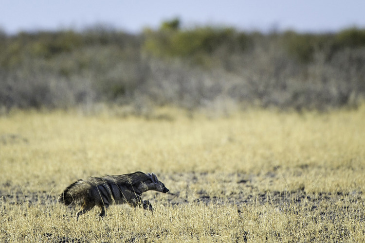 Kalahari 2012 06 121