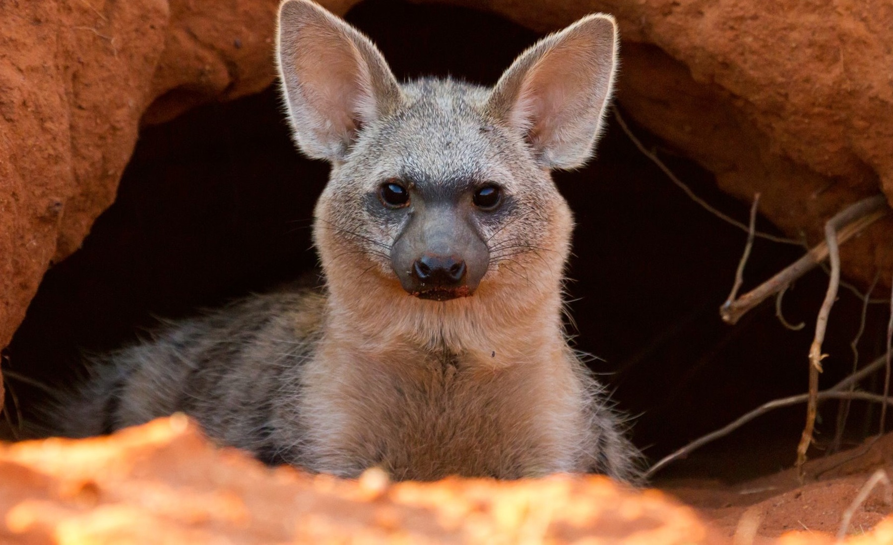 aardwolf cropped