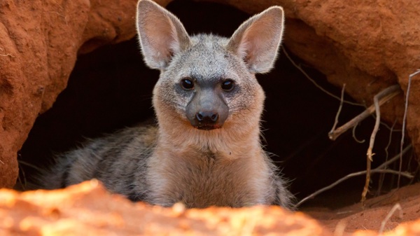 aardwolf cropped