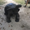 Tortoise, Curieuse Island, Seychelles