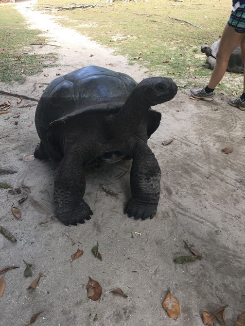 Tortoise, Curieuse Island, Seychelles