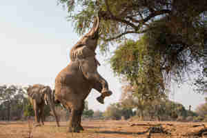 Elephant reaching tree zimbabwe