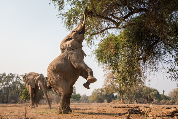 Elephant reaching tree zimbabwe