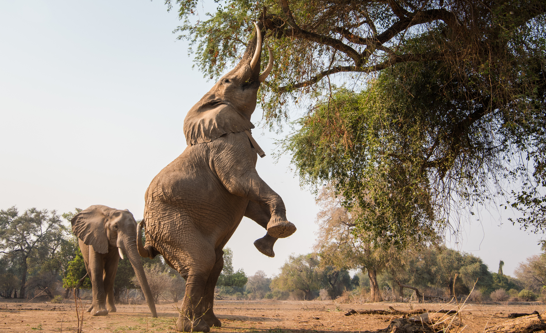 Elephant reaching tree zimbabwe