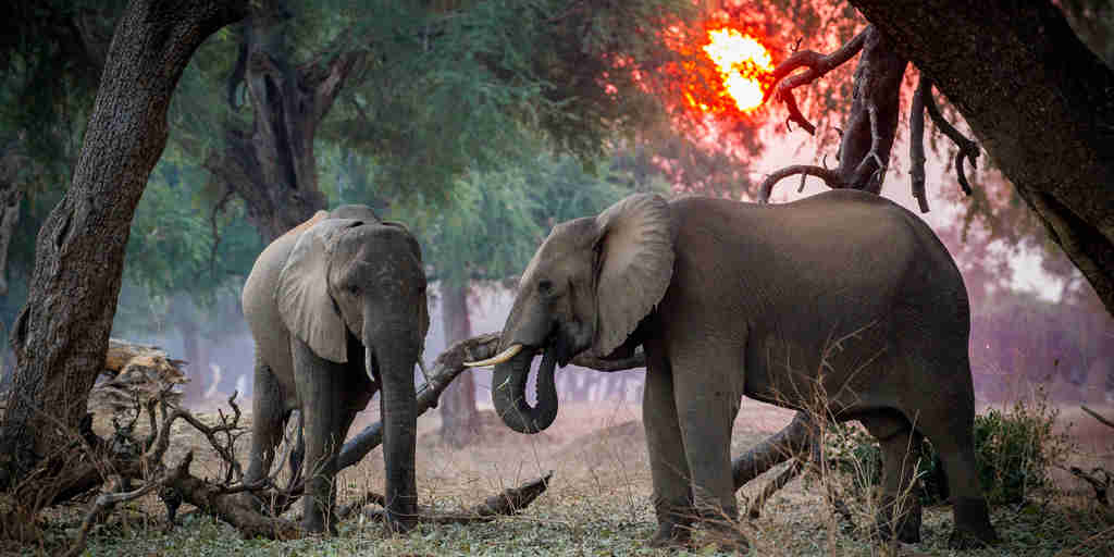 elephant safaris, mana pools, zimbabwe vacations