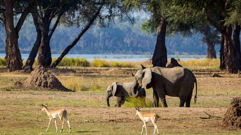 impala elephants, mana pools, zimbabwe safaris