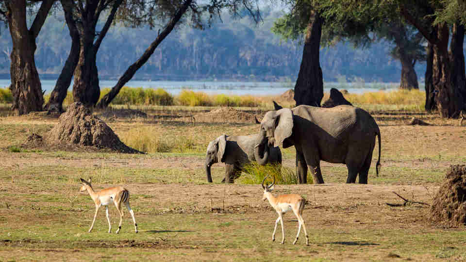 impala elephants, mana pools, zimbabwe safaris