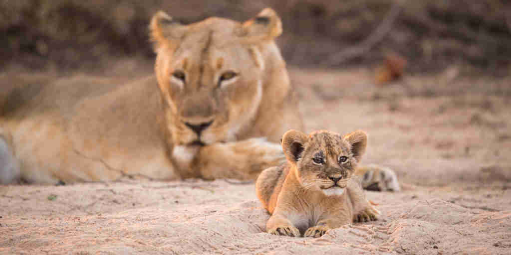 Lioness and cub Zimbabwe