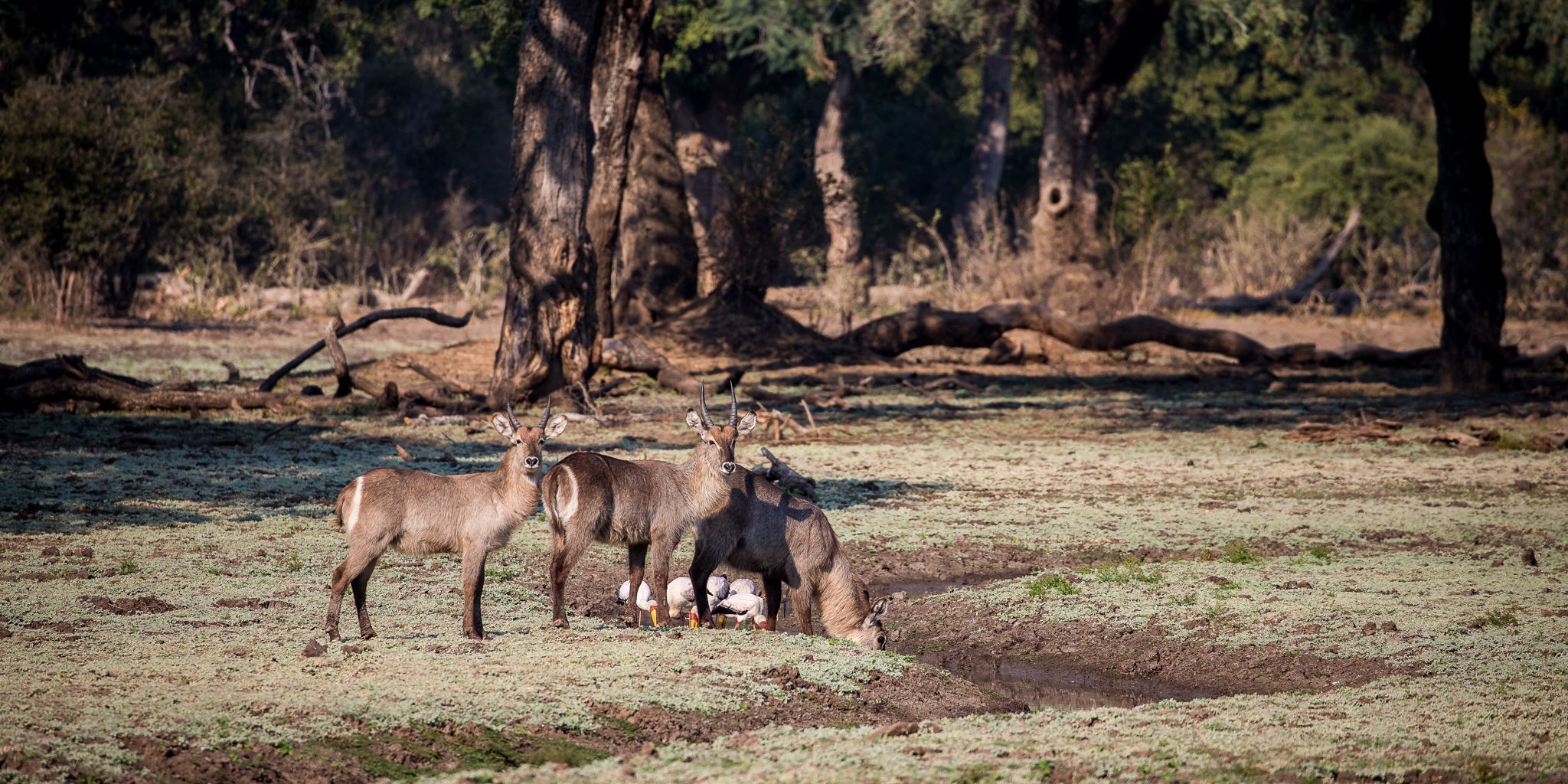 Mana Pools Wildlife
