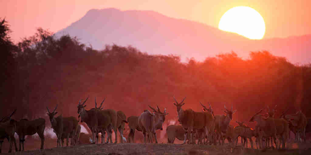 Sunset Zimbabwe wildlife