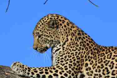 Sabi Sands Makwela Leopard