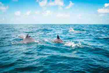 dolphins mauritius