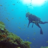 Best Diving Sites in Zanzibar Tanzania Yellow Zebra Safaris