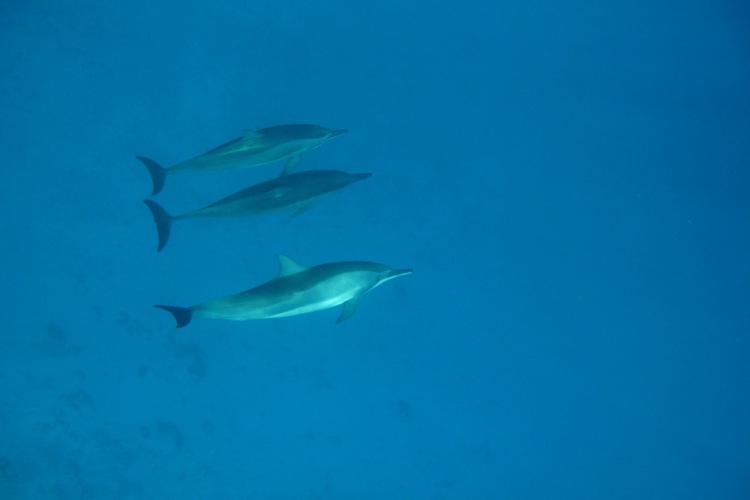 093 DOLPHINS 1