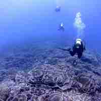 Misali Cabbage Corals