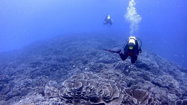 Misali Cabbage Corals