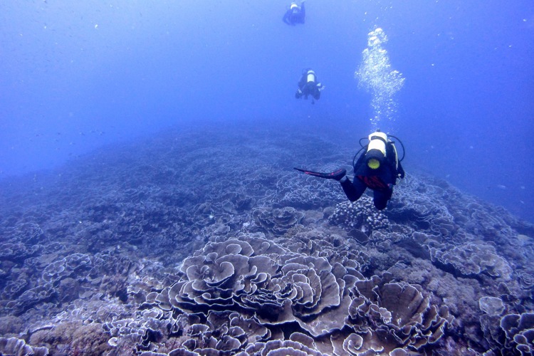 Misali Cabbage Corals