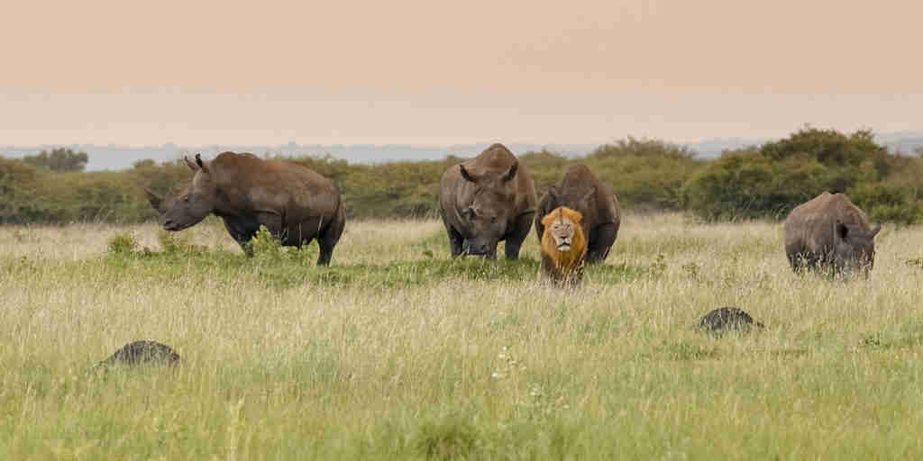 lion rhinos phinda vlei lodge south africa