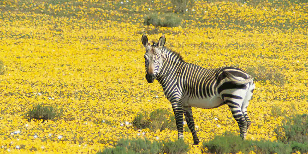 zebra bushmans kloof south africa