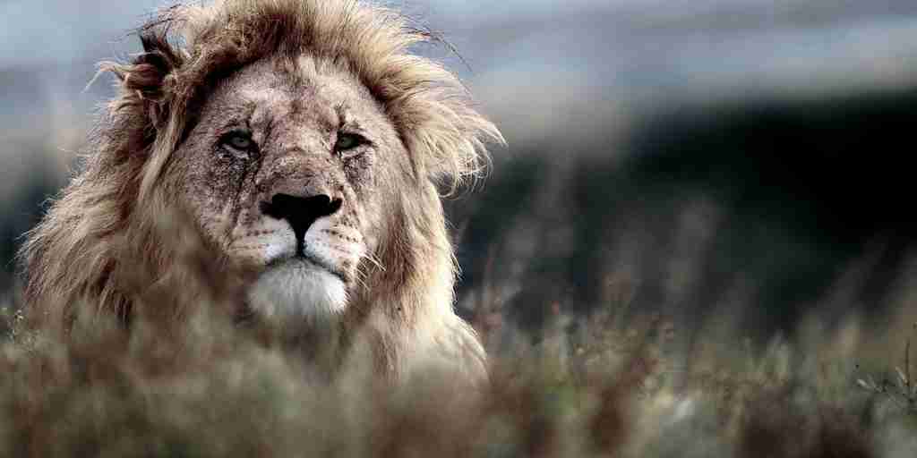 lion lobengula lodge south africa