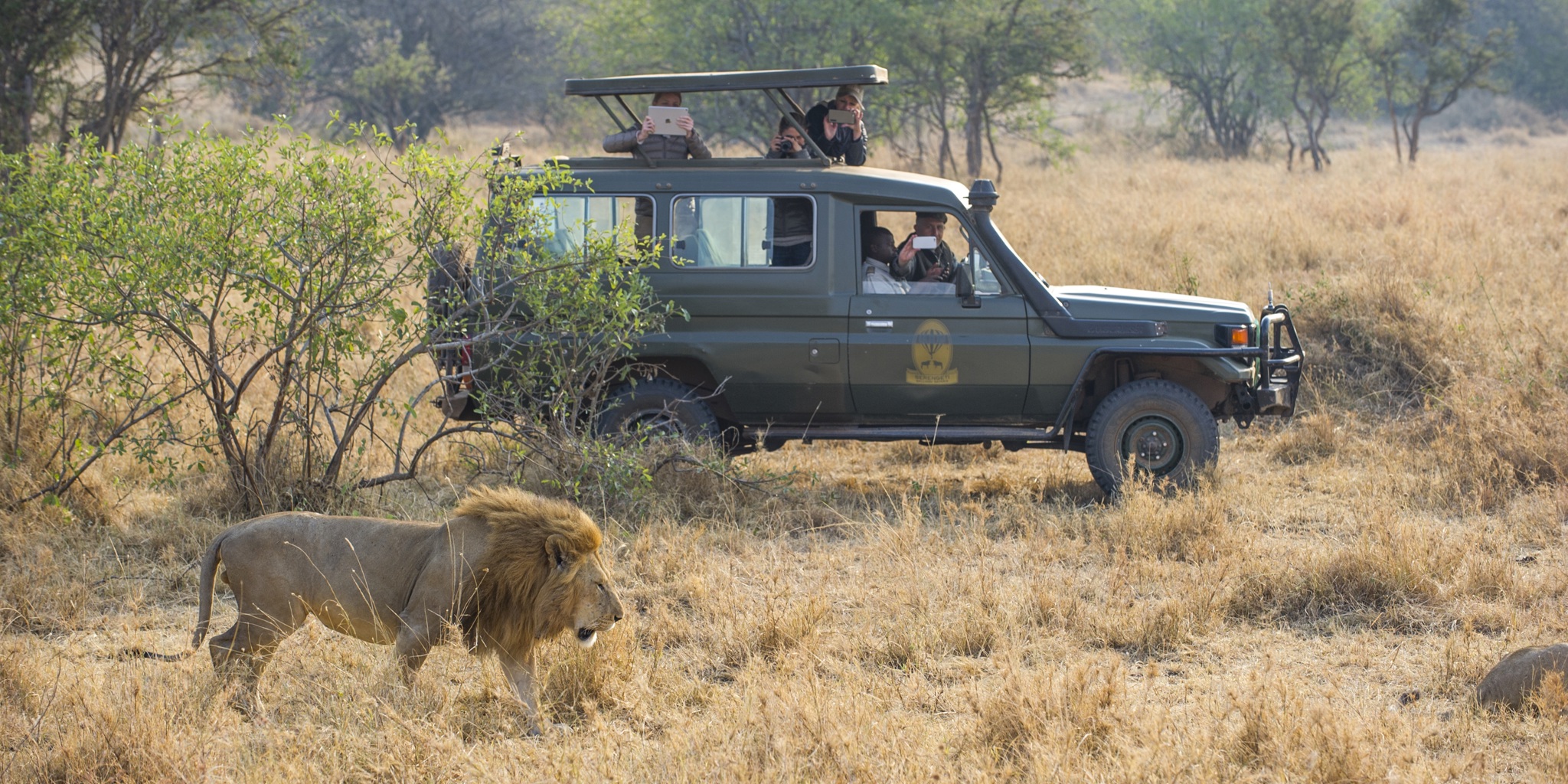 Kirawira Camp serena Game Drive lion