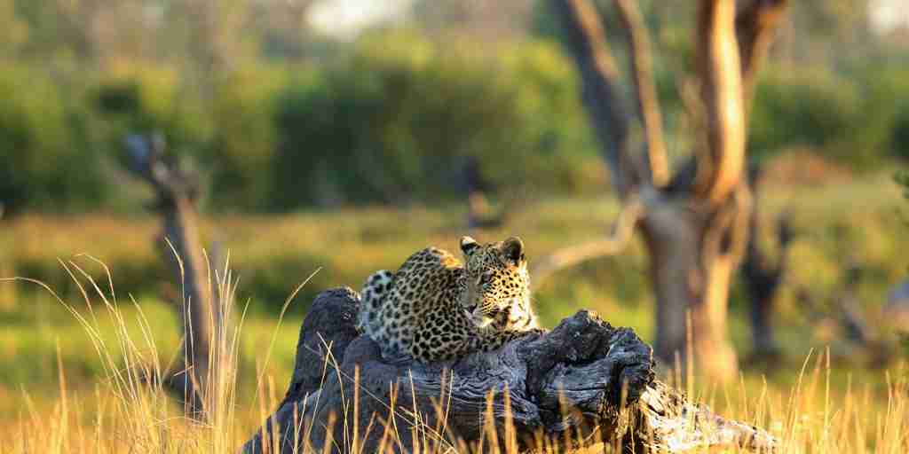 leopard khwai bush camp botswana
