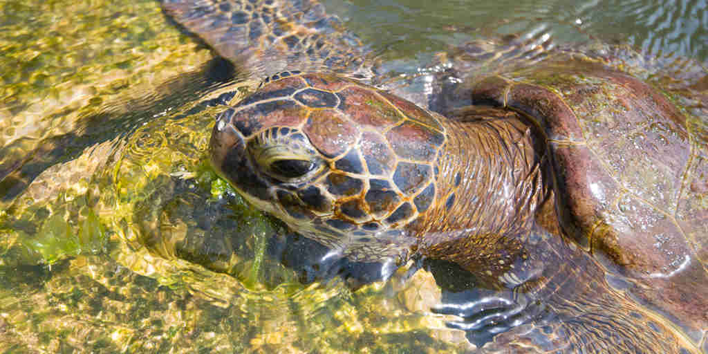 asilia Turtle Matemwe Excursion marine turtles