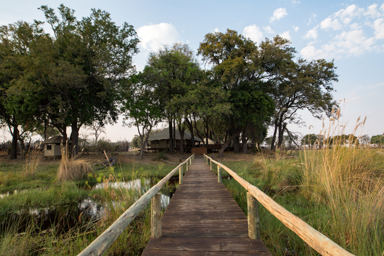 The Top 5 Unique Trees in Botswana | Yellow Zebra Safaris