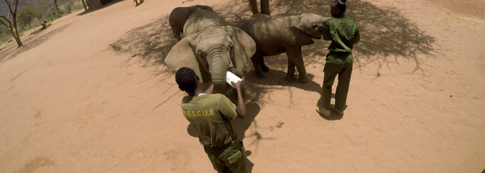 Reteti elephant sanctuary feeding time kenya yellow zebra safaris