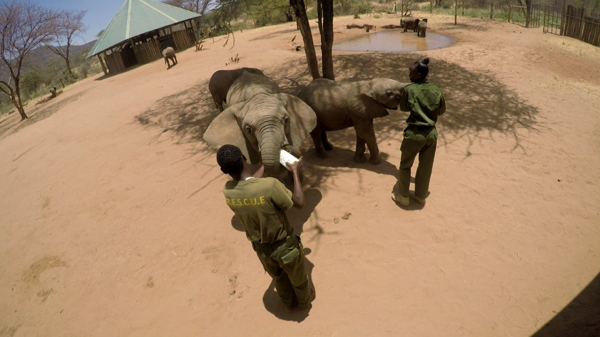 Reteti elephant sanctuary feeding time kenya yellow zebra safaris