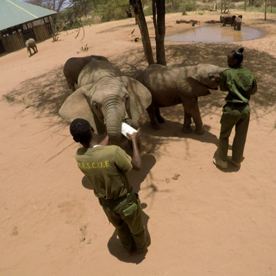 Reteti elephant sanctuary feeding time kenya yellow zebra safaris