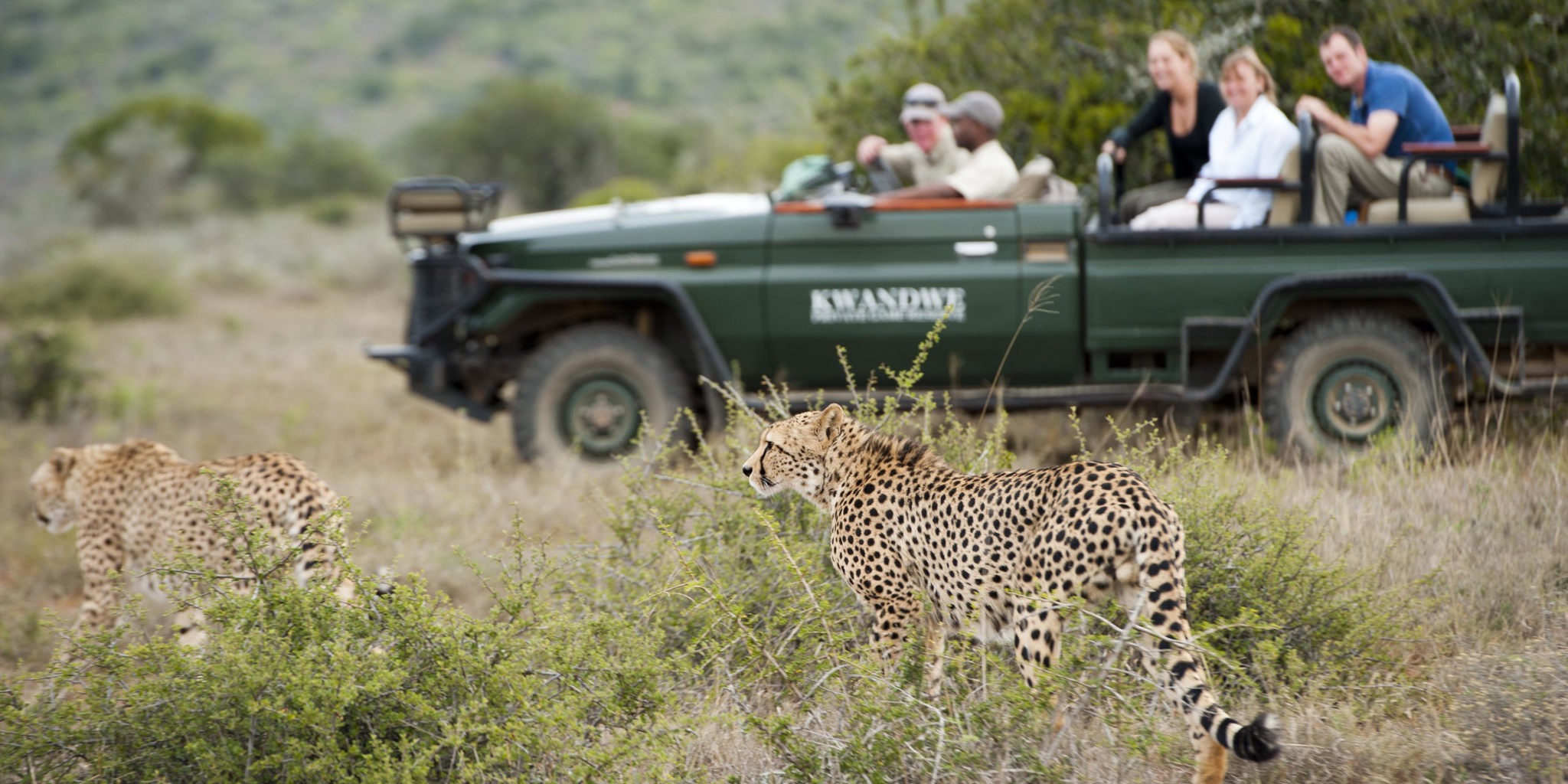 kwandwe game drive